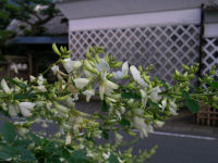 萩の花 萩の花