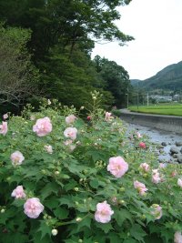 スイフヨウ スイフヨウ