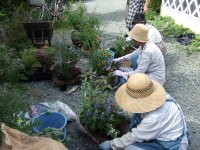 秋の花鉢づくり