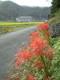 彼岸花 彼岸花