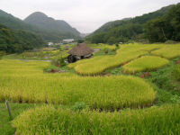 石部棚田 石部棚田