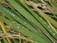 今日は雨