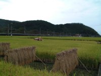 那賀稲刈り 那賀稲刈り
