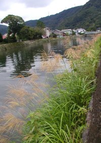 ススキ ススキ