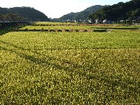 西日に輝く今日の中耕地 西日に輝く今日の中耕地