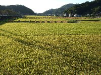 西日に輝く今日の中耕地