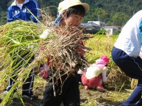 岩科小・幼稚園稲刈り