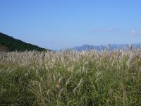 長者ヶ原ススキ 長者ヶ原ススキ
