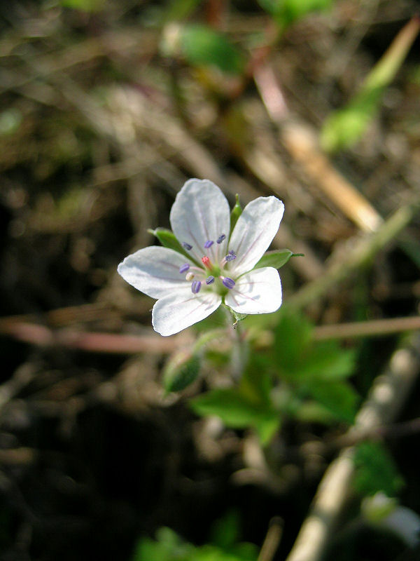 ゲンノショウコの花