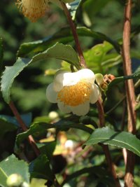 お茶の花 お茶の花