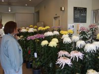 第25回松崎町菊花展 第25回松崎町菊花展