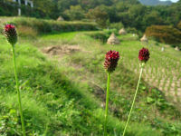 ワレモコウの花