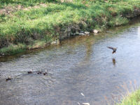 岩科川では鴨がのんびりと泳いでいました