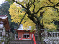 伊那下神社の大銀杏