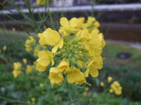 菜の花 菜の花