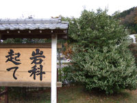 ヒイラギの白い花 ヒイラギの白い花