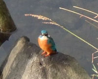 カワセミ カワセミ