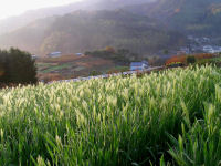 朝陽に輝く花麦