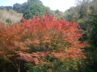 高野山の紅葉 高野山の紅葉