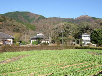 三聖苑の菜の花畑