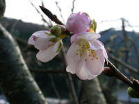 三聖苑の早咲きの桜