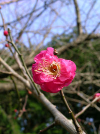 早咲きの梅 早咲きの梅
