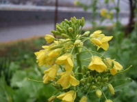 菜の花 菜の花