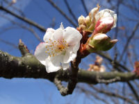 「道の駅」花の三聖苑の桜