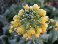 菜の花 菜の花