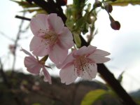 河津桜 河津桜
