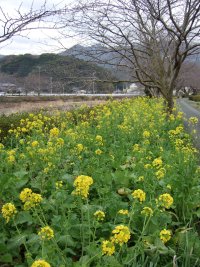 菜の花 菜の花