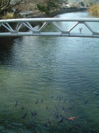 那賀川新島橋 那賀川新島橋