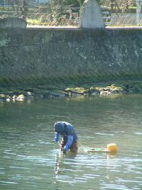 川のり採り 川のり採り