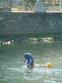 川のり採り