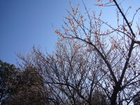 牛原山梅園 牛原山梅園