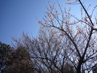 牛原山梅園