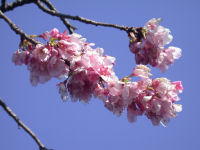 早咲きの桜2 早咲きの桜2