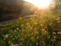 夕日を浴びる菜の花