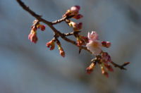早咲きの桜 早咲きの桜