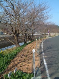 中村地区アダプトロード 中村地区アダプトロード