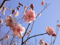 牛原山梅園 牛原山梅園