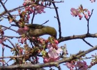 河津桜