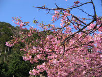 早咲きの桜