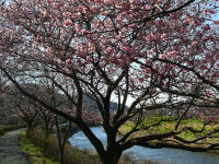 緋寒桜 緋寒桜