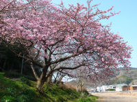 伏倉橋上流の桜