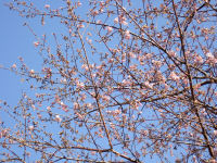 石部禅宗院の「禅宗院桜」 石部禅宗院の「禅宗院桜」