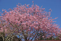 岩科の河津桜 岩科の河津桜