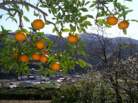 甘夏みかん 甘夏みかん