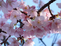 桜