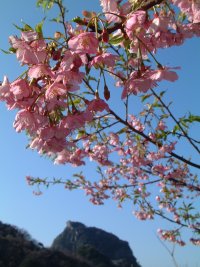 河津桜 河津桜